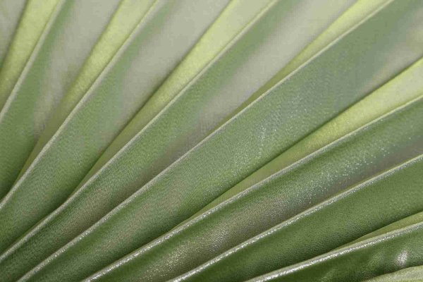 画像2: イシスウィング　ウグイス (2)